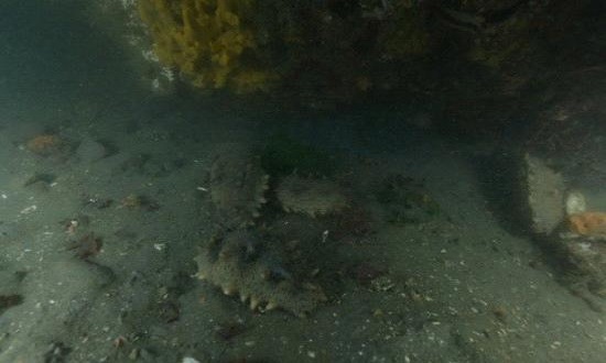 먹이터조성 사진